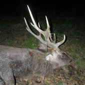 Sika