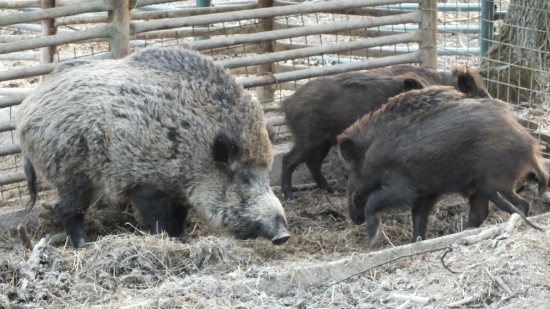 si myslí, že hybaj ho chytiť...