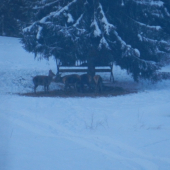 jelenice