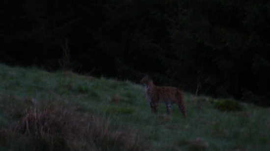 Rys ostrovid(Lynx lynx)