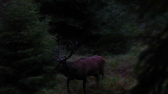 Hľadajúci jeleň..