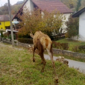 domaci jeleň