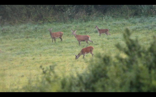 Jelenia zver z Čergova