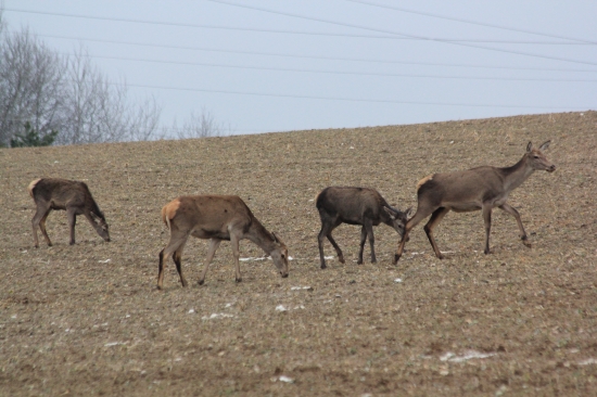 Jelenice na podvečernej paši