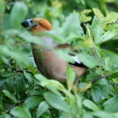 Glezg hrubozobý - Coccothraustes Coccothraustes