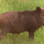 Diviačia zver