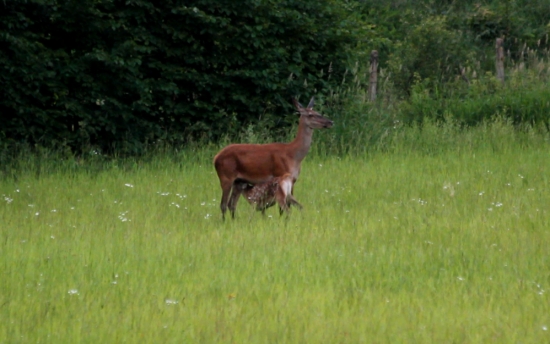 Keď chutí materinské mlieko...