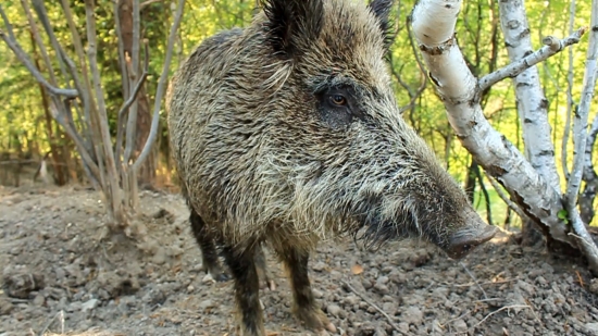 Kamarátov diviak Kubo