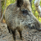 Kamarátov diviak Kubo