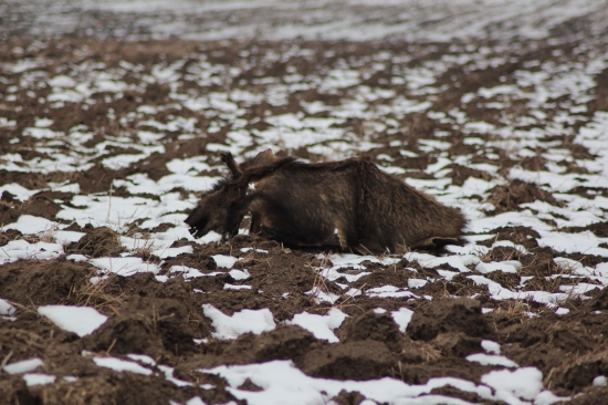 Chera Hanter Krisbark