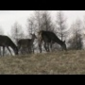 jelenice na 50 krokov