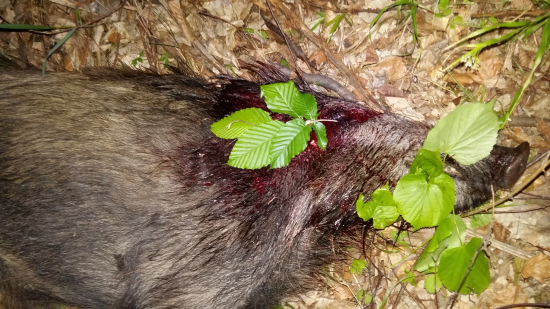 Poľovačka na diviaka