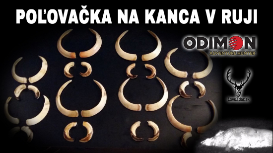 Poľovačka na kanca v ruji