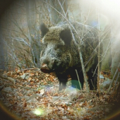 Spoločná polovačka
