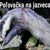Poľovačka na jazveca