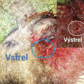 Zavelil: strel na hlavu!