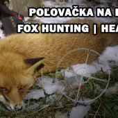 Poľovačka na líšku--headshot
