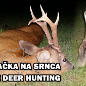 Ulovenie srnca
