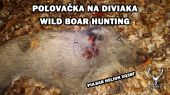 Poľovačka na diviaka