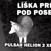 Ako sa líška druhý krát narodila