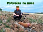 Srnčia ruja