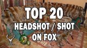 TOP 20 headshot red fox