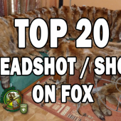 TOP 20 headshot red fox