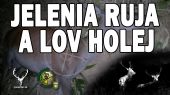 Jelenia ruja a lov