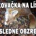 Poľovačka na líšku posledné obzretie