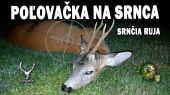 Poľovačka na srnca srnčia ruja