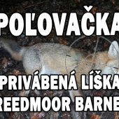 Privábená líška vs 6,5 creedmoor Barnes VLD