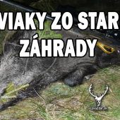 Diviaky zo starej zahrady
