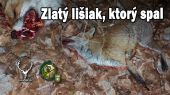 Zlatý líšiak