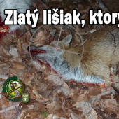 Zlatý líšiak