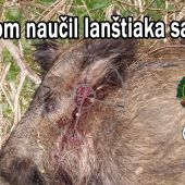 Ako som posadil lanštiaka