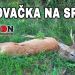 Poľovačka na srnca 3 v.t