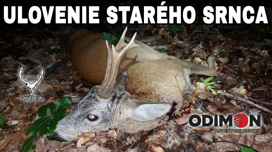 Ulovenie starého srnca