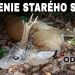 Ulovenie starého srnca