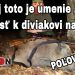 Aj toto je`umenie . . prísť k diviakovi na 25m