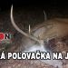 Horská poľovačka na jeleňa