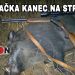 Poľovačka kanec na strnisko 234m