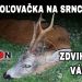 Poľovačka na srnca- zdvihnutý vábením
