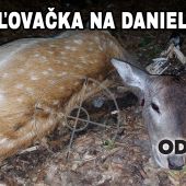 Poľovačka na danielku