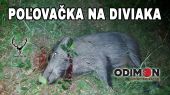 Poľovačka na diviaka