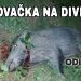Poľovačka na diviaka