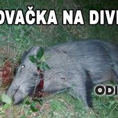 Poľovačka na diviaka