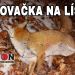 Poľovačka na líšku