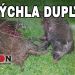 Rýchla dupla
