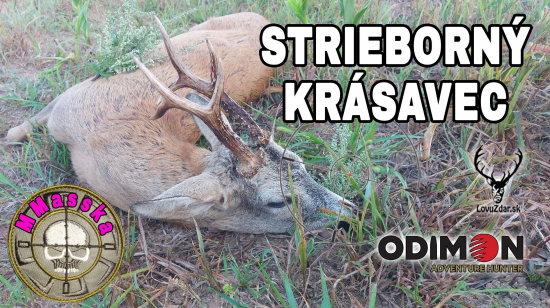 Strieborný krásavec