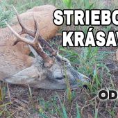 Strieborný krásavec